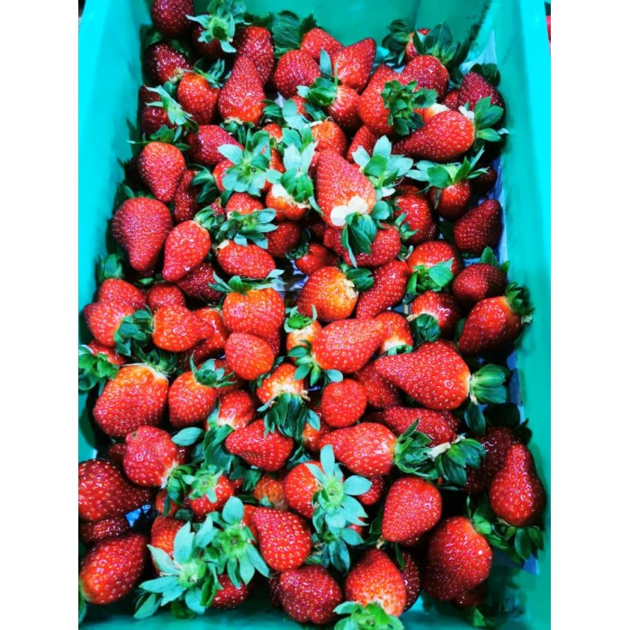 [1KG Normal Size] Fresh Strawberry Cameron (Ship Every Thrusday & Friday)